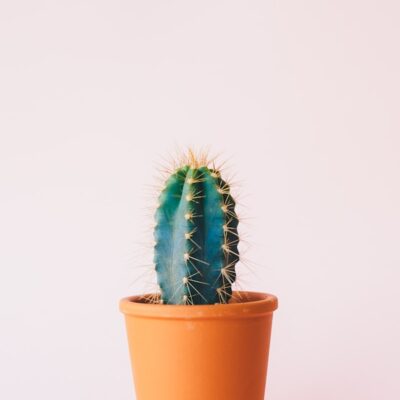 Succulent Garden